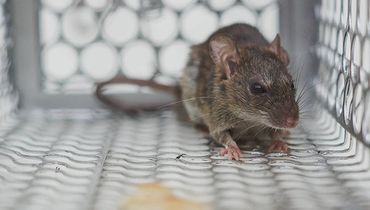 Mice and Rat Control