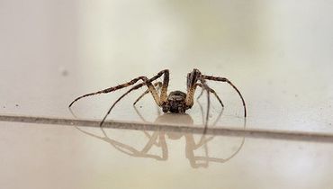 Spider Control Services